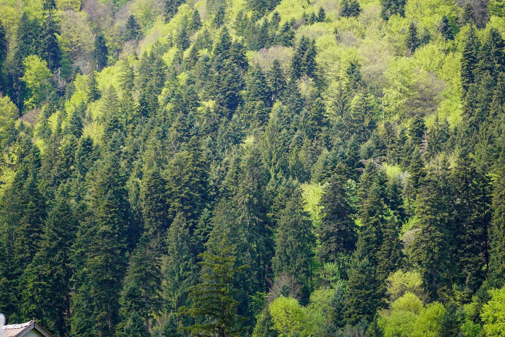 Kata - Lak Hotell BaileTusnad Exteriör bild